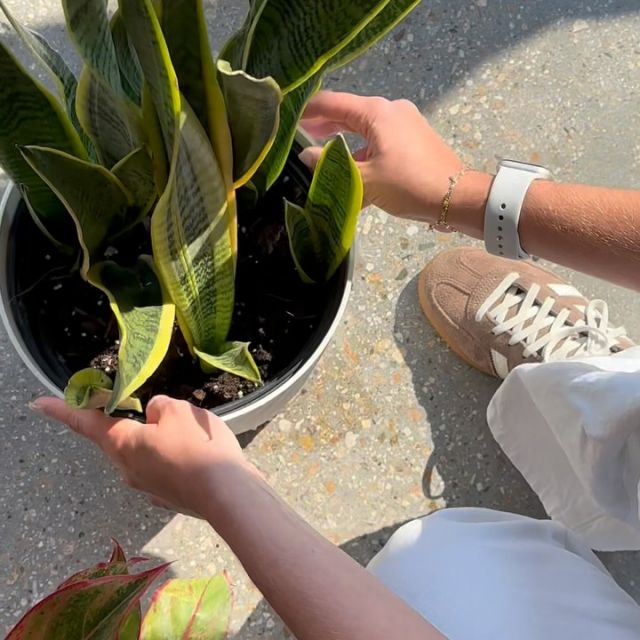 Still looking to add some greenery to your new space?!🌱🪴

We’re teaming up with @easyplant to help you elevate your space with a plant that’s actually easy to keep
alive! 🤩🌵

Use code BESTDAMNPLANT for 20% off + free shipping on your next order!!!! 🙌🤗

And don’t forget to enter our giveaway for a chance to win your very own Easyplant!!!🎉

#VERVEBoise #boisestate #studenthousing #apartment  #giveaway